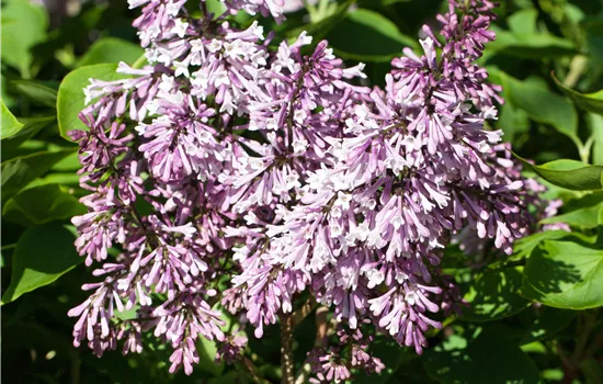 Syringa patula 'Miss Kim'  Syringa patula 'Miss Kim'