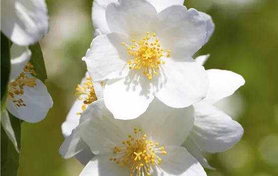 Philadelphus 'Belle Etoile'  Philadelphus 'Belle Etoile'