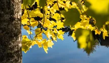 -10m/Tulpenba./Blüte gelb/jaune/6-7