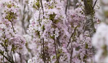 Japanische Säulenkirsche 'Amanogawa'