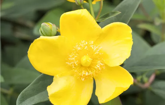 Hypericum 'Hidcote'  Hypericum 'Hidcote'