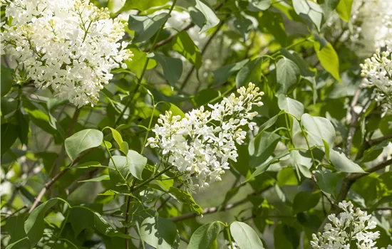 Syringa prestoniae 'Agnes Smith'  Syringa prestoniae 'Agnes Smith'