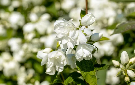 Philadelphus 'Little White Love'  Philadelphus 'Little White Love'