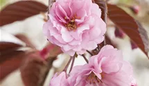 Stamm 90cm Japanische Nelkenkirsche 'Royal Burgundy'®