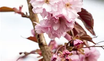 Stamm 90cm Japanische Nelkenkirsche 'Royal Burgundy'®