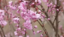 Stamm 90cm Japanische Nelkenkirsche 'Royal Burgundy'®