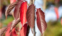 Stamm 90cm Japanische Nelkenkirsche 'Royal Burgundy'®