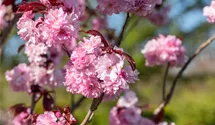 Stamm 90cm Japanische Nelkenkirsche 'Royal Burgundy'®