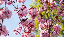Stamm 90cm Japanische Nelkenkirsche 'Royal Burgundy'®