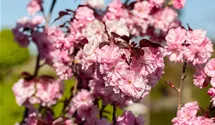Stamm 90cm Japanische Nelkenkirsche 'Royal Burgundy'®