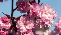 Stamm 90cm Japanische Nelkenkirsche 'Royal Burgundy'®