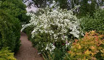 -2,5m/weiss gefüllt/blanc double/6