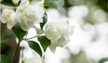 -2,5m/weiss gefüllt/blanc double/6
