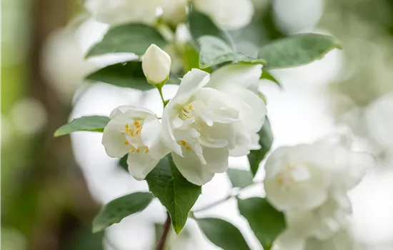 Philadelphus 'Virginal'  Philadelphus 'Virginal'