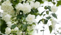 -2,5m/weiss gefüllt/blanc double/6