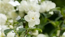 -2,5m/weiss gefüllt/blanc double/6