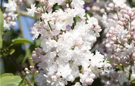 Syringa vulgaris 'Beauty of Moscow'  Syringa vulgaris 'Beauty of Moscow'