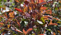 Photinia de Fraser 'Red Robin'