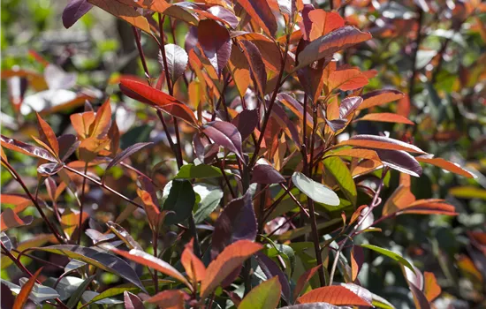 Photinia fraseri 'Red Robin'  Photinia fraseri 'Red Robin'