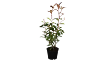 Photinia de Fraser 'Red Robin'