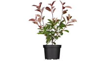 Photinia de Fraser 'Red Robin'