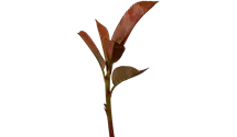 Photinia de Fraser 'Red Robin'