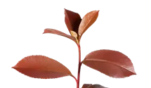 Photinia de Fraser 'Red Robin'
