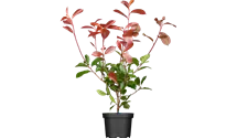 Photinia de Fraser 'Red Robin'