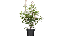 Photinia de Fraser 'Red Robin'