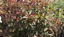 Photinia de Fraser 'Red Robin'
