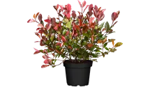 Photinia de Fraser 'Red Robin'