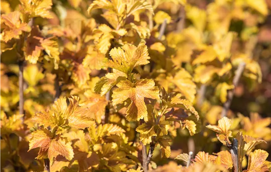 Physocarpus opulifolius 'Amber Jubilee'  Physocarpus opulifolius 'Amber Jubilee'