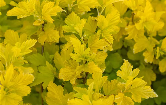 Physocarpus opulifolius 'Angel Gold'  Physocarpus opulifolius 'Angel Gold'