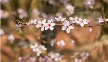 Schwarzdorn 'Purpurea'