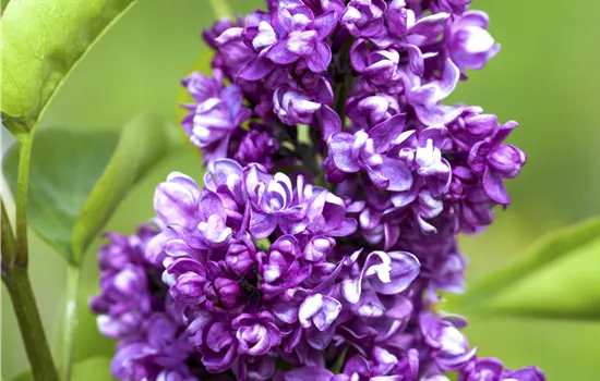 Syringa vulgaris 'Charles Joly'  Syringa vulgaris 'Charles Joly'