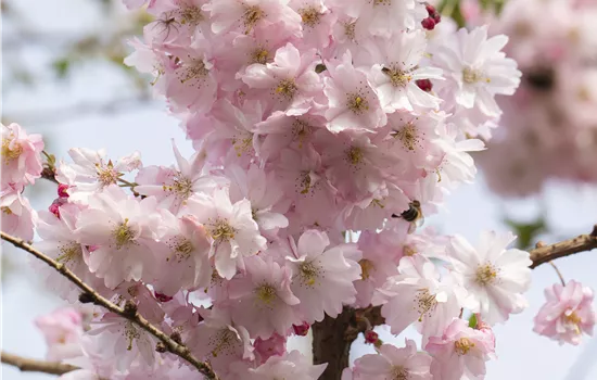 Prunus subhirtella 'Autumnalis Rosea' Prunus subhirtella 'Autumnalis Rosea'