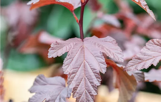 Physocarpus opulifolius 'Little Angel'  Physocarpus opulifolius 'Little Angel'