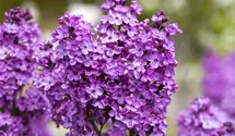Lilas commun 'Katherine Havemeyer'