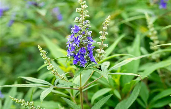Vitex agnus-castus 'Blue Puffball' Vitex agnus-castus 'Blue Puffball'