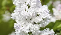Flieder 'Mme Lemoine'