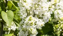 Flieder 'Mme Lemoine'