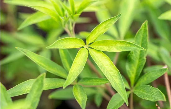Vitex agnus-castus 'Pink Pinnacle' Vitex agnus-castus 'Pink Pinnacle'