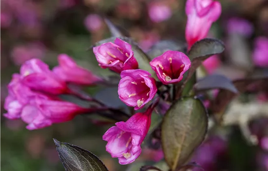 Weigela florida 'Alexandra'  Weigela florida 'Alexandra'