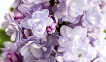 Lilas commun 'Michel Buchner'