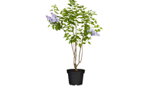 Lilas commun 'Michel Buchner'