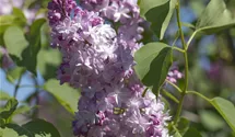 Lilas commun 'Michel Buchner'