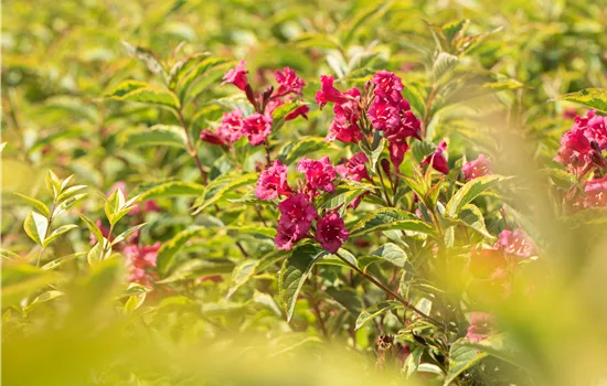 Weigela florida 'Brigela'  Weigela florida 'Brigela'