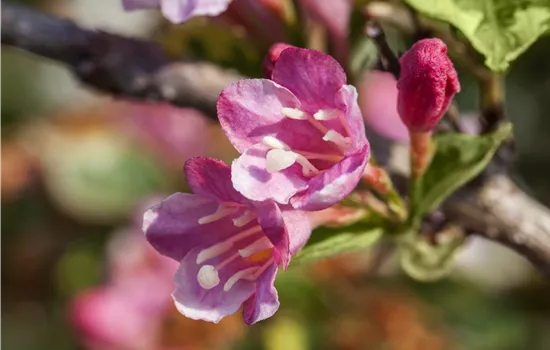 Weigela florida 'Variegata'  Weigela florida 'Variegata'