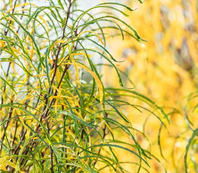 Frangula alnus 'Fine Line' Frangula alnus 'Fine Line'