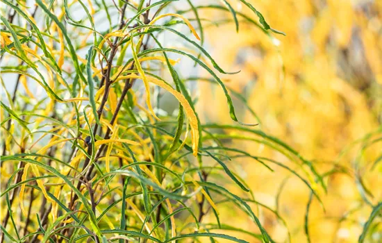 Frangula alnus 'Fine Line' Frangula alnus 'Fine Line'